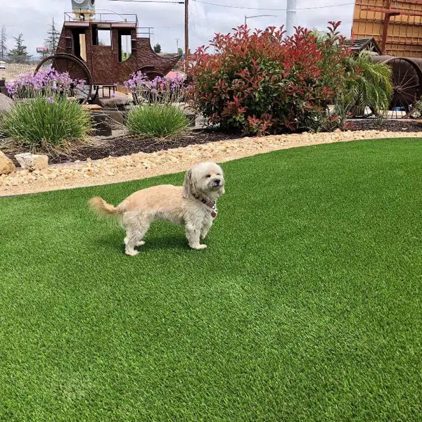 What Variables Go into Selecting Your Ideal Biltright Turf Lawn