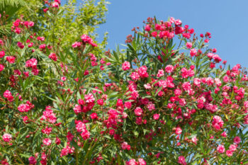 oleander shrub best drought resistant shrub