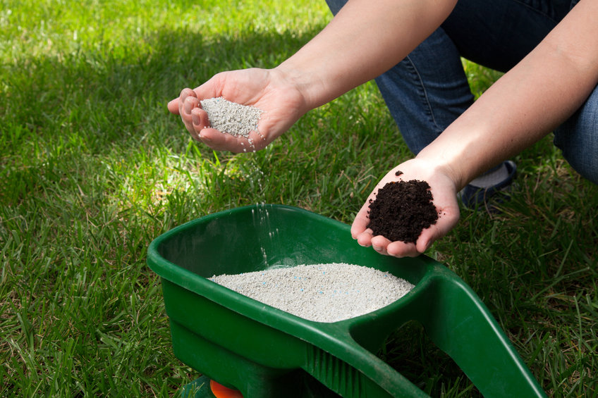 how to care for lawn in summer