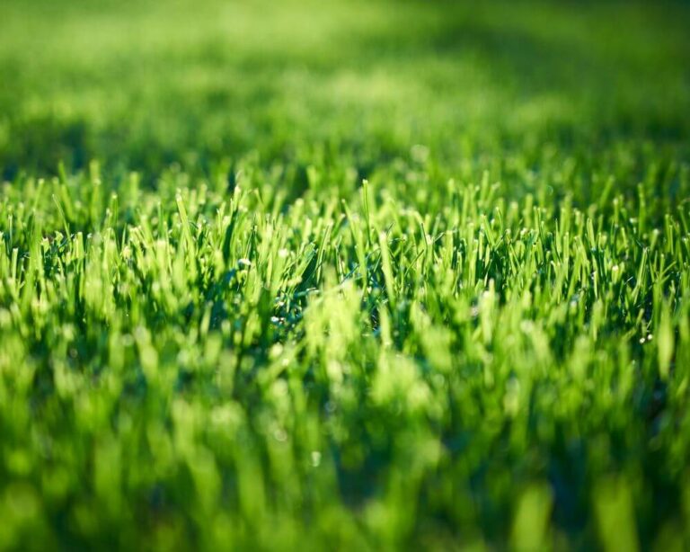 lawn care service texas-lawn blog
