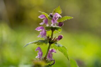 how to get rid of broadleaf weeds