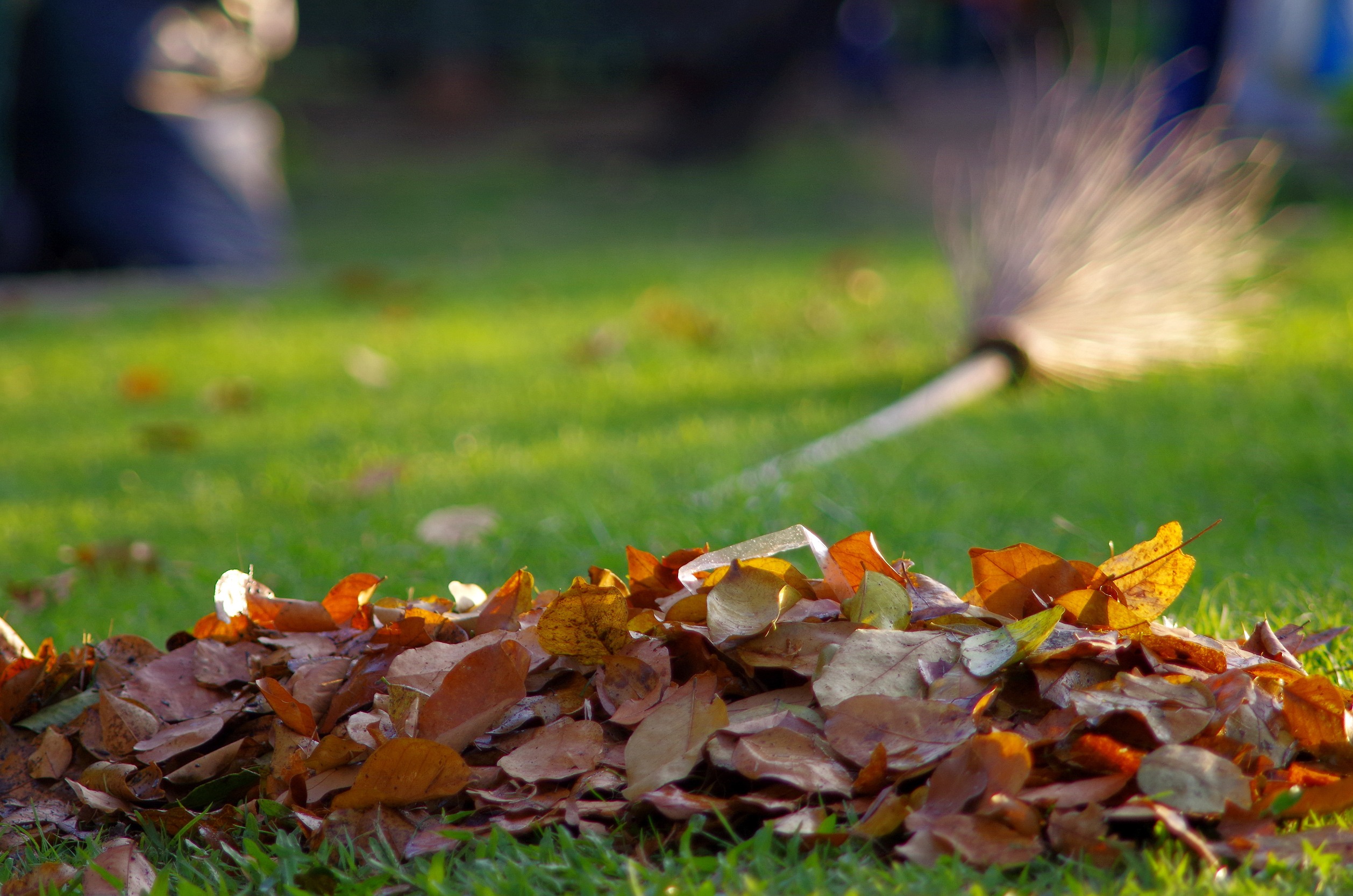 What to Do to Lawn in Fall | Essential Lawn Care Tips