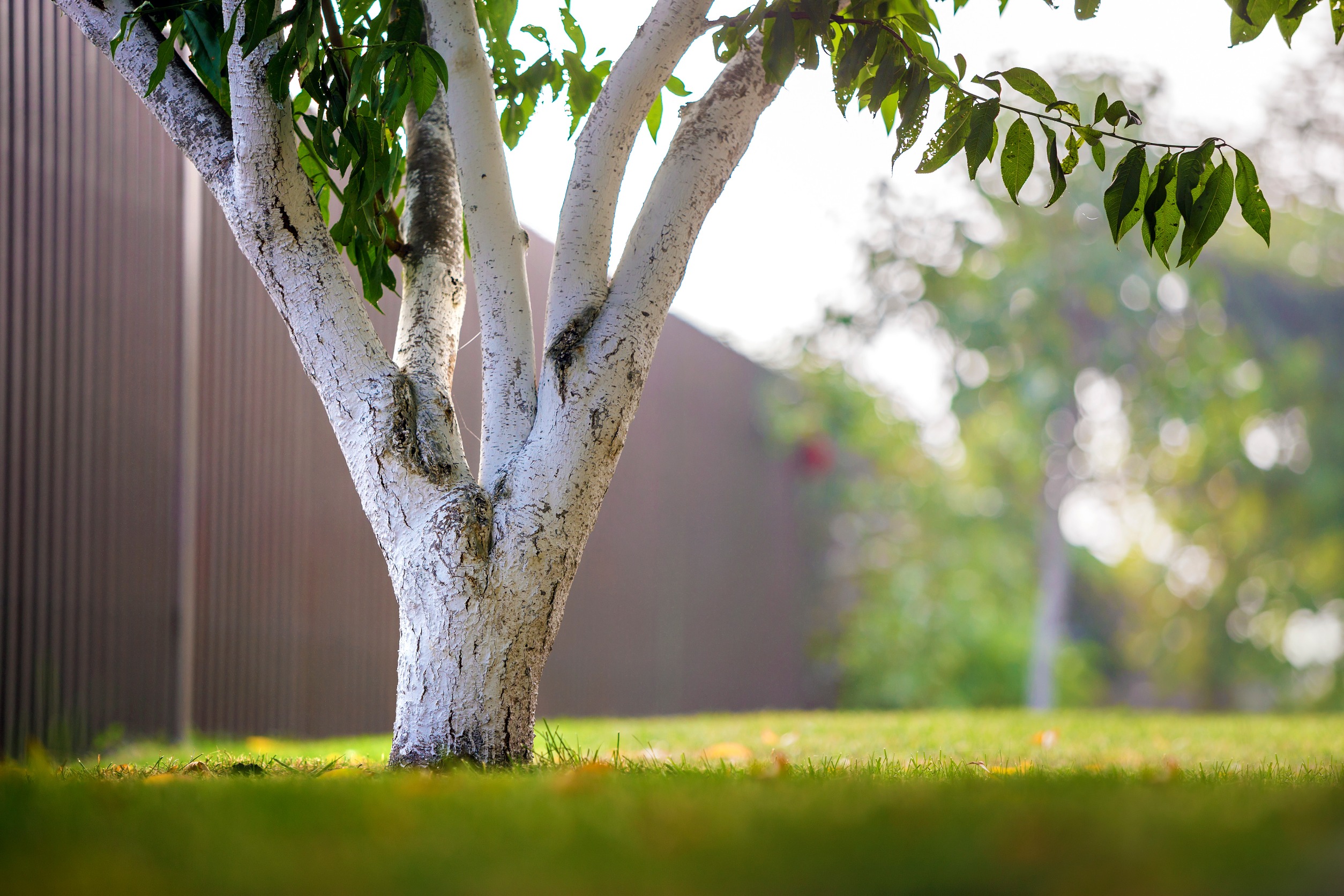 When to Fertilize a Tree- A Comprehensive Guide for Healthy Trees