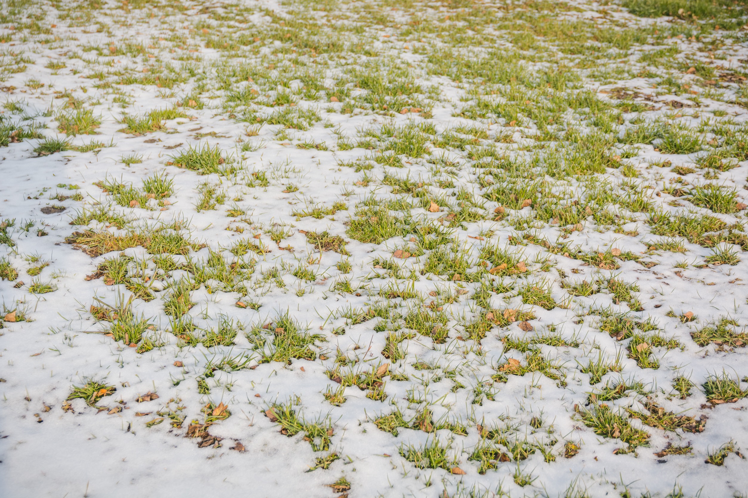 Does Lawn Fungus Die in the Winter?