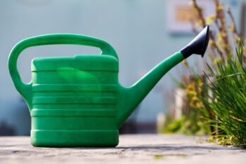 proper ways to water plants in the sun