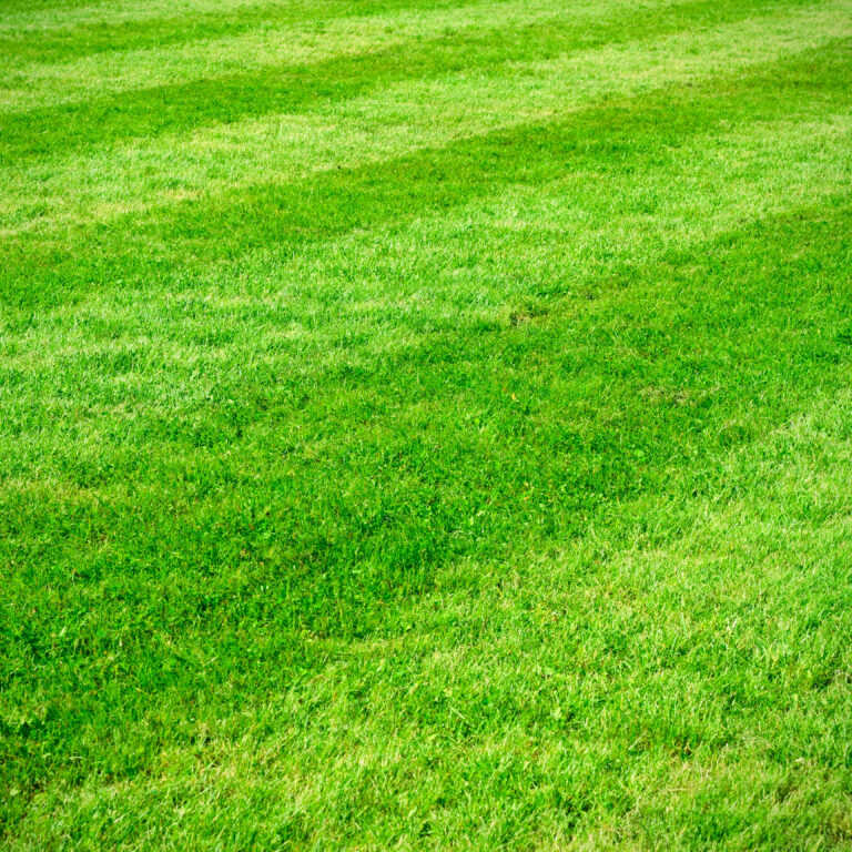 how to make a lawn green again