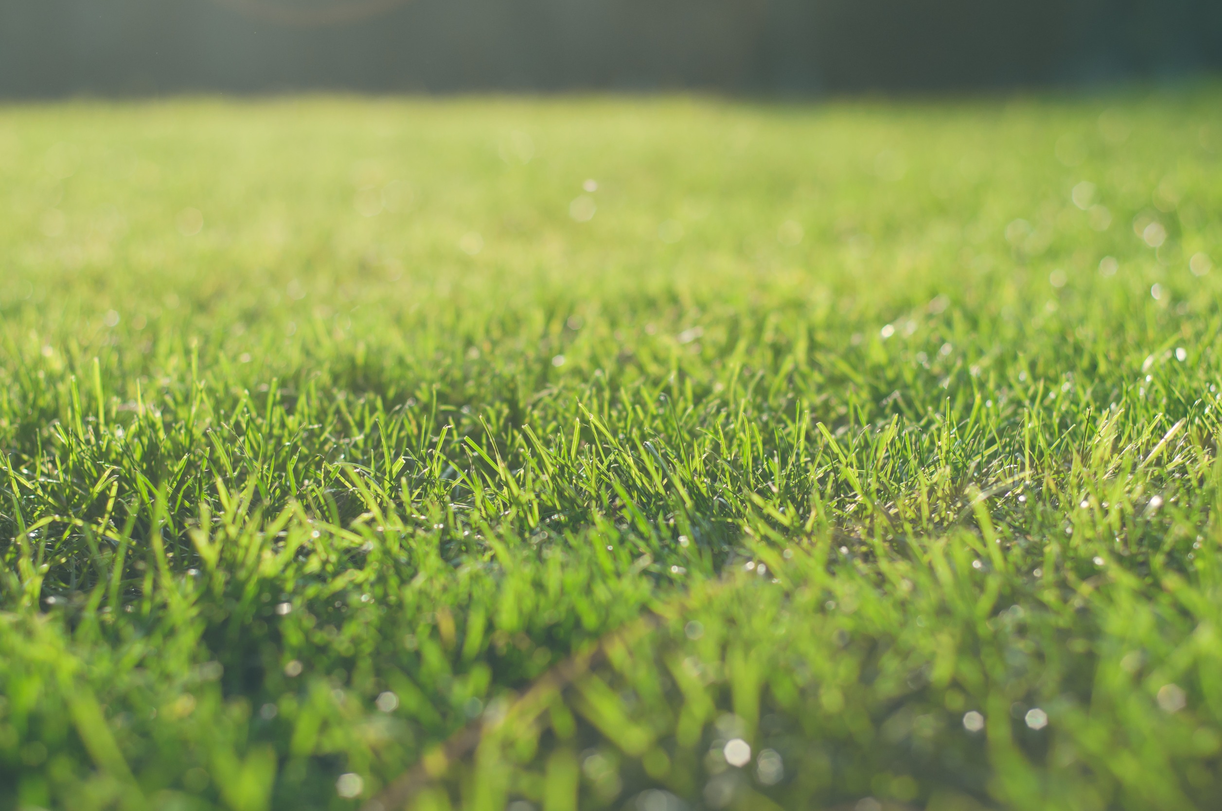 Best Grass for North Texas- Learn about Warm-Season Turfs