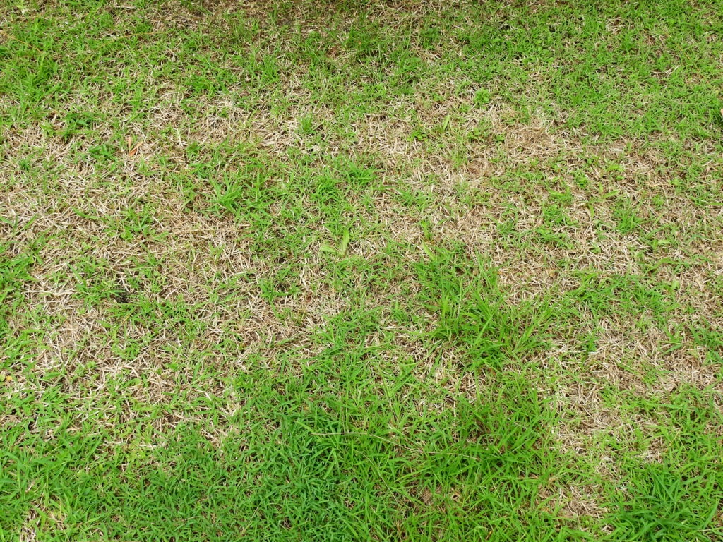 How to Fix Heat Stress in Lawn