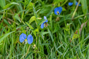 dayflower weed control