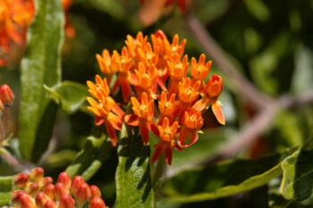 butterfly weed