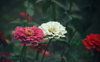 zinnias attract monarchs