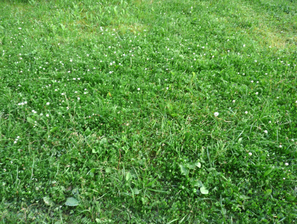 how to get rid of chickweed in lawn
