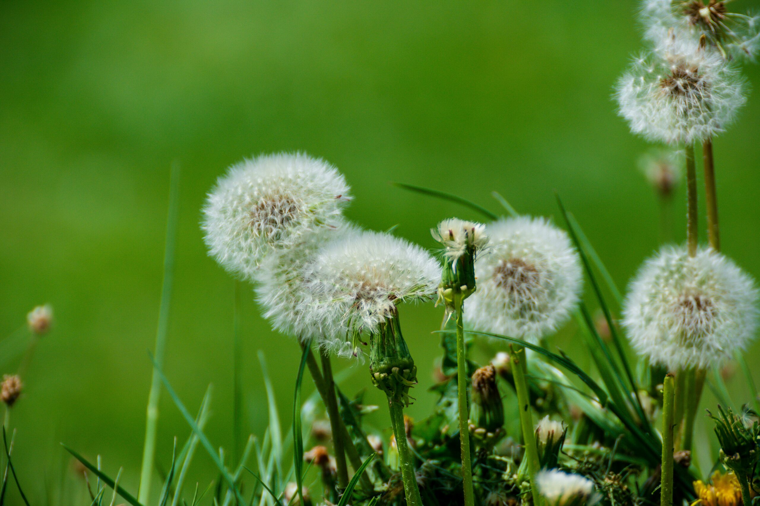 remove dandelions in lawn