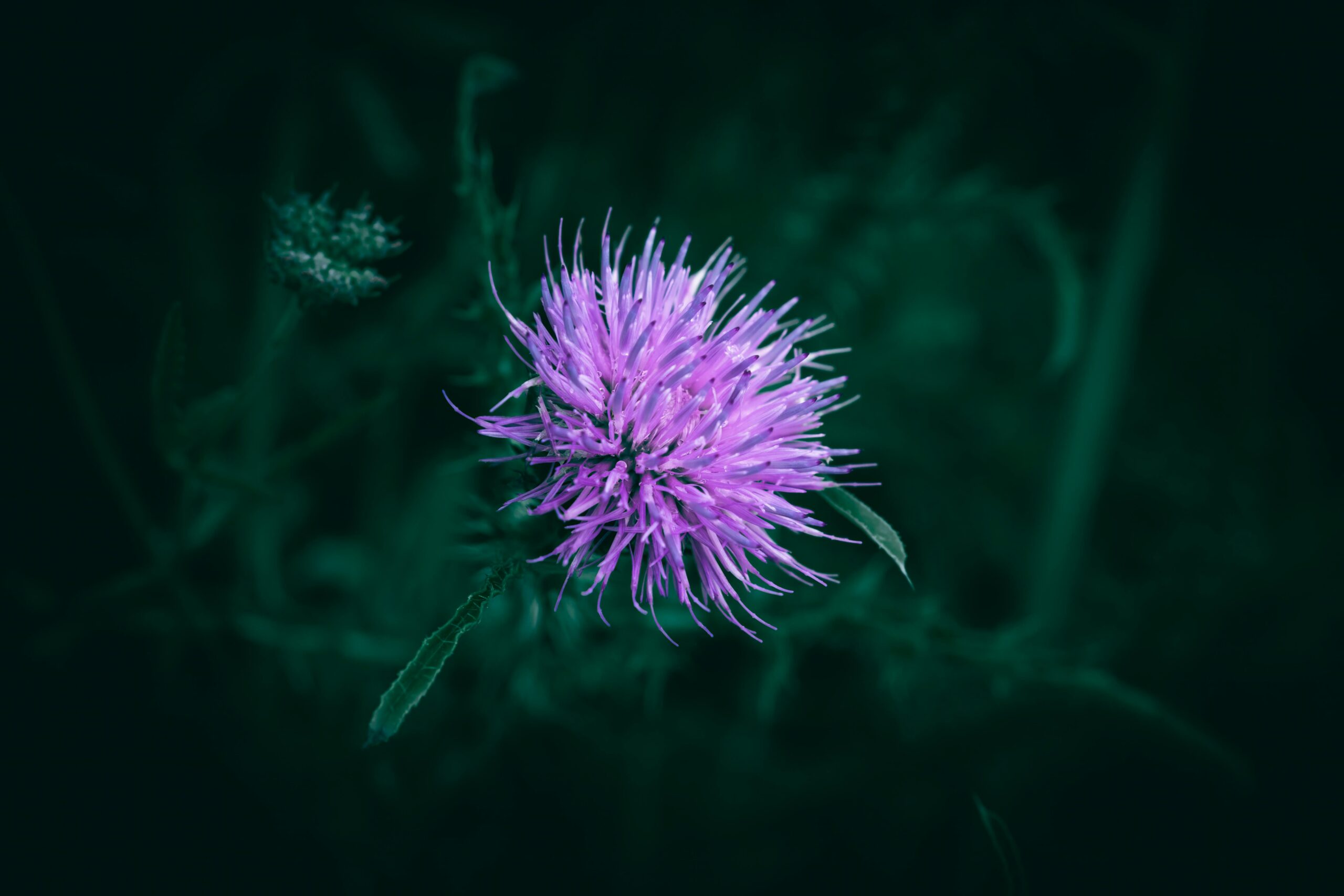 How to Control Thistle Weeds and Keep Them Gone