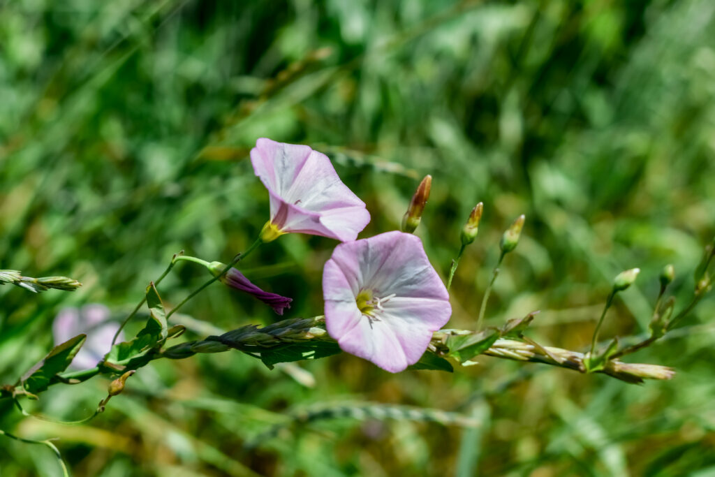 how to get rid of field bindweed