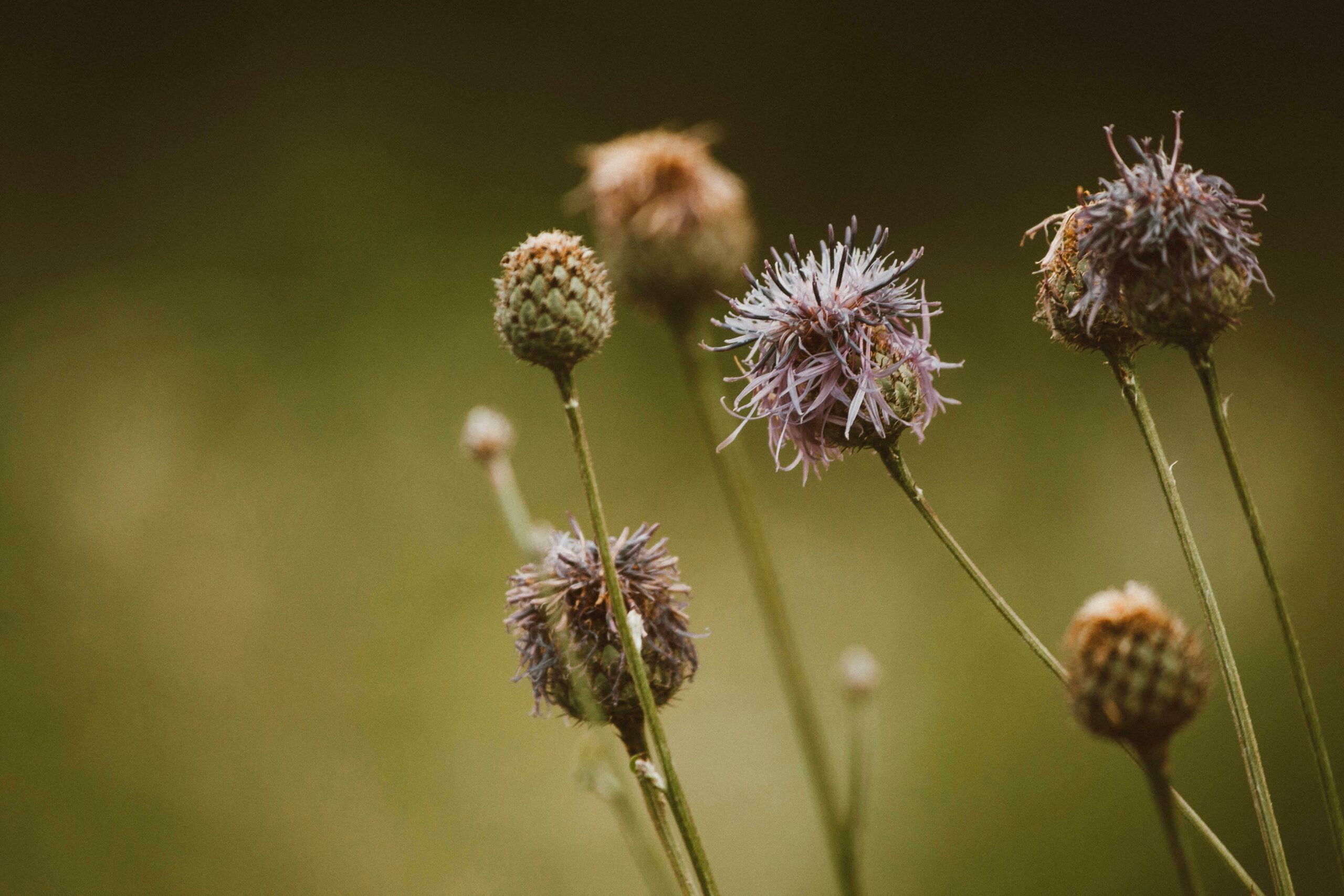 thistle weed control