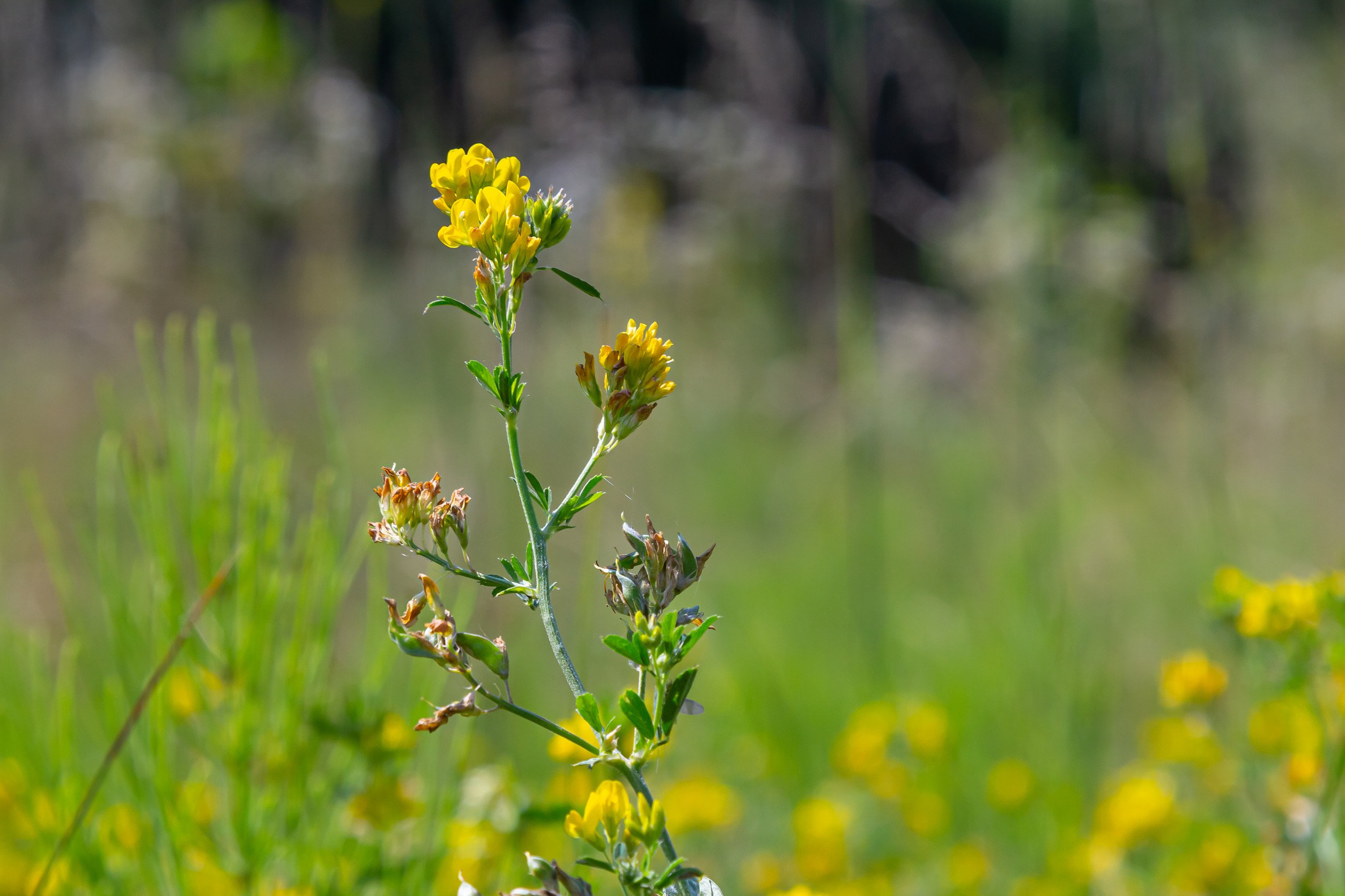 How to Get Rid of Black Medic Weed in Your Lawn