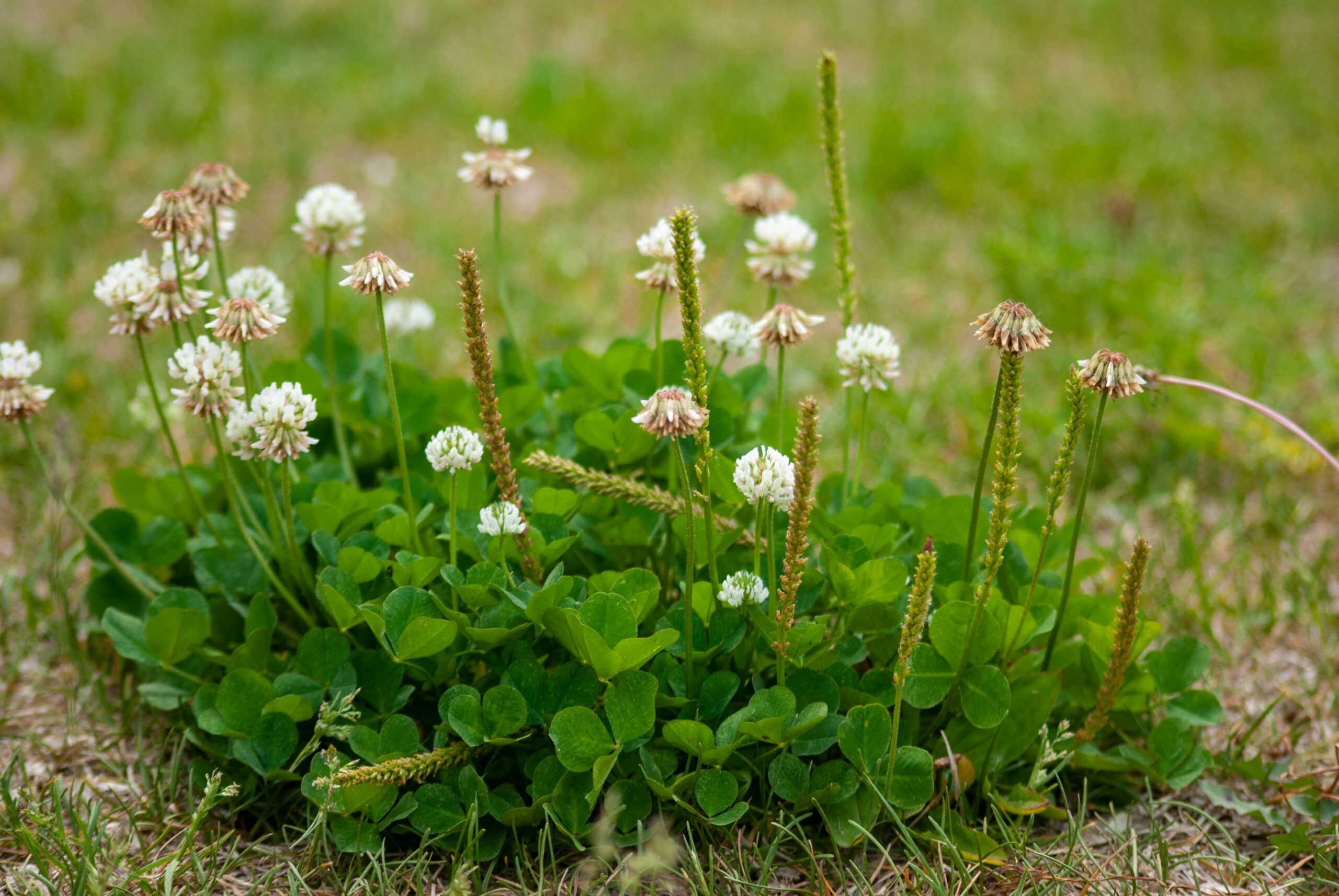 How to Get Rid of Clover in Your Lawn