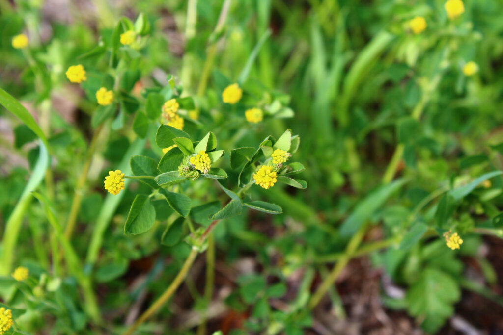 how to get rid of black medic