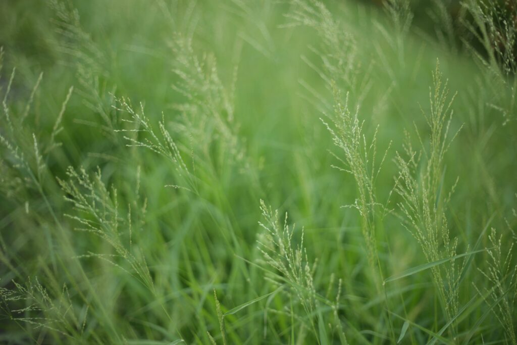 weed control service
