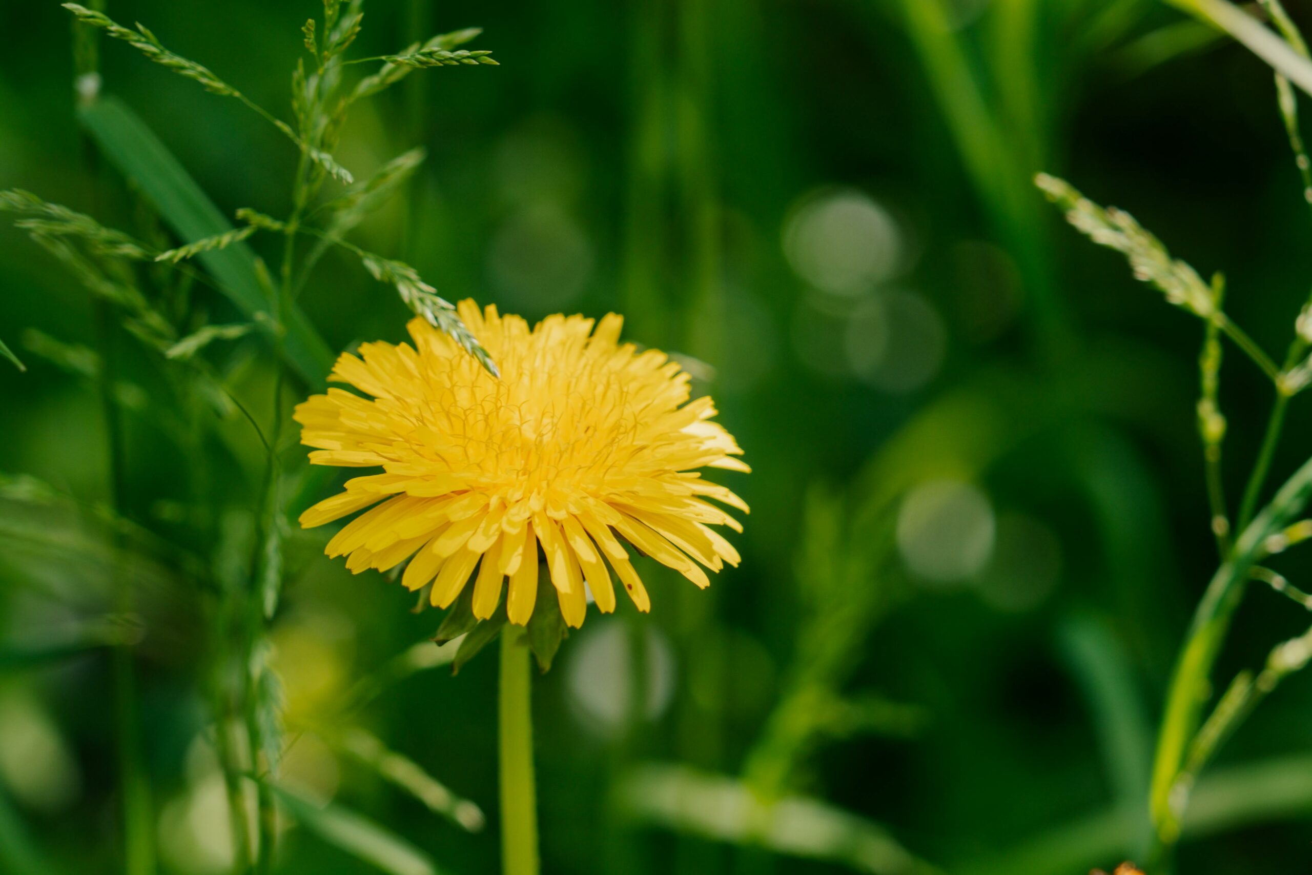 What to Expect with a Weed Control Service