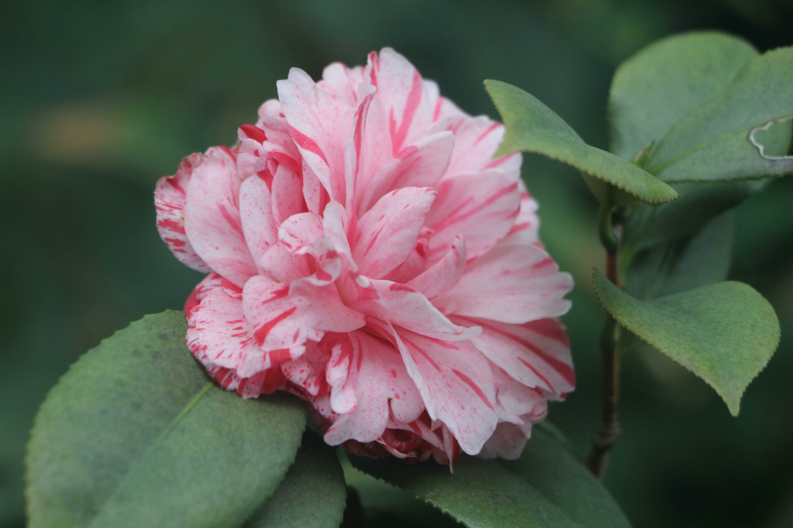 winter landscaping plants -camellia
