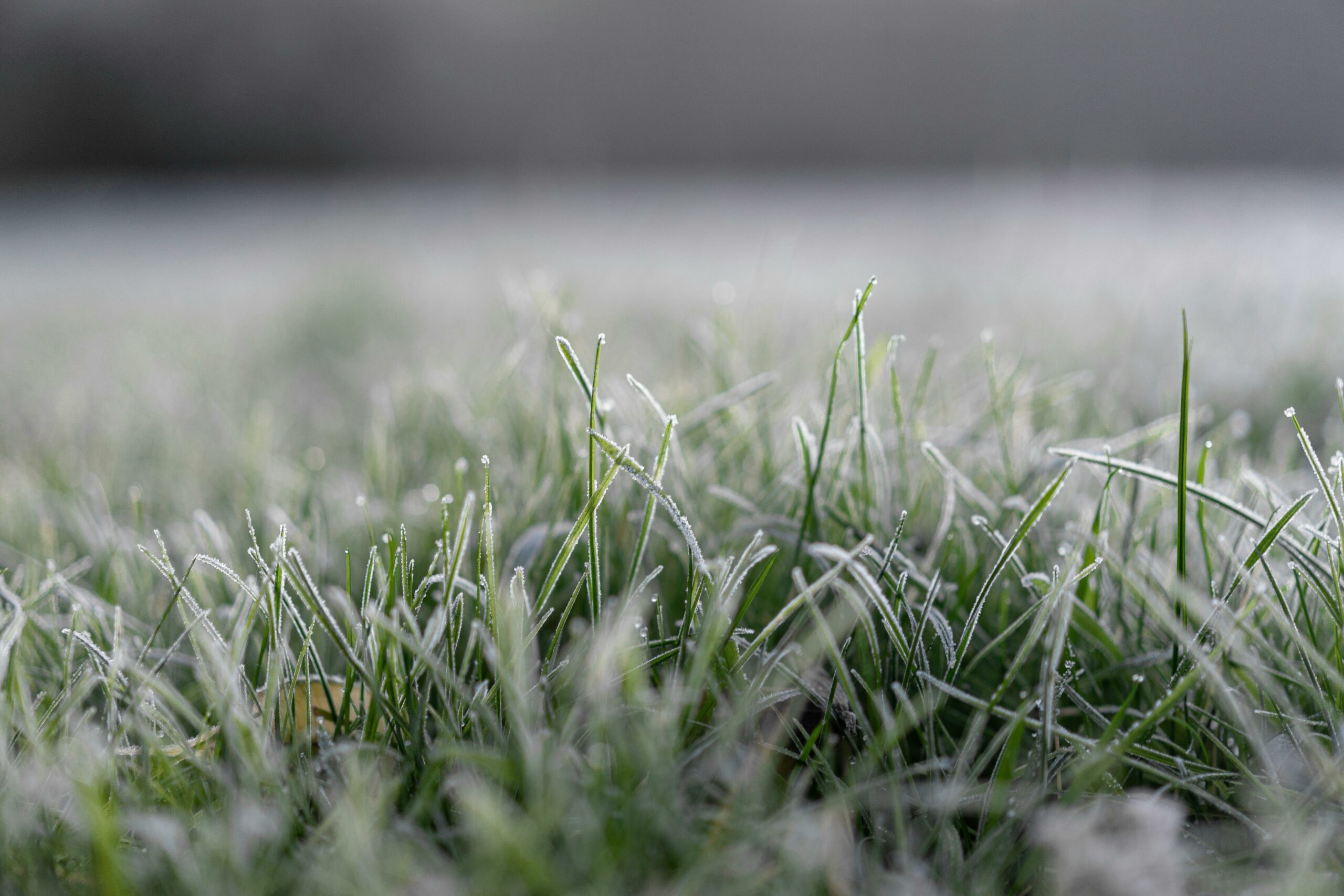 Frost Damage on Lawn: How to Prevent It