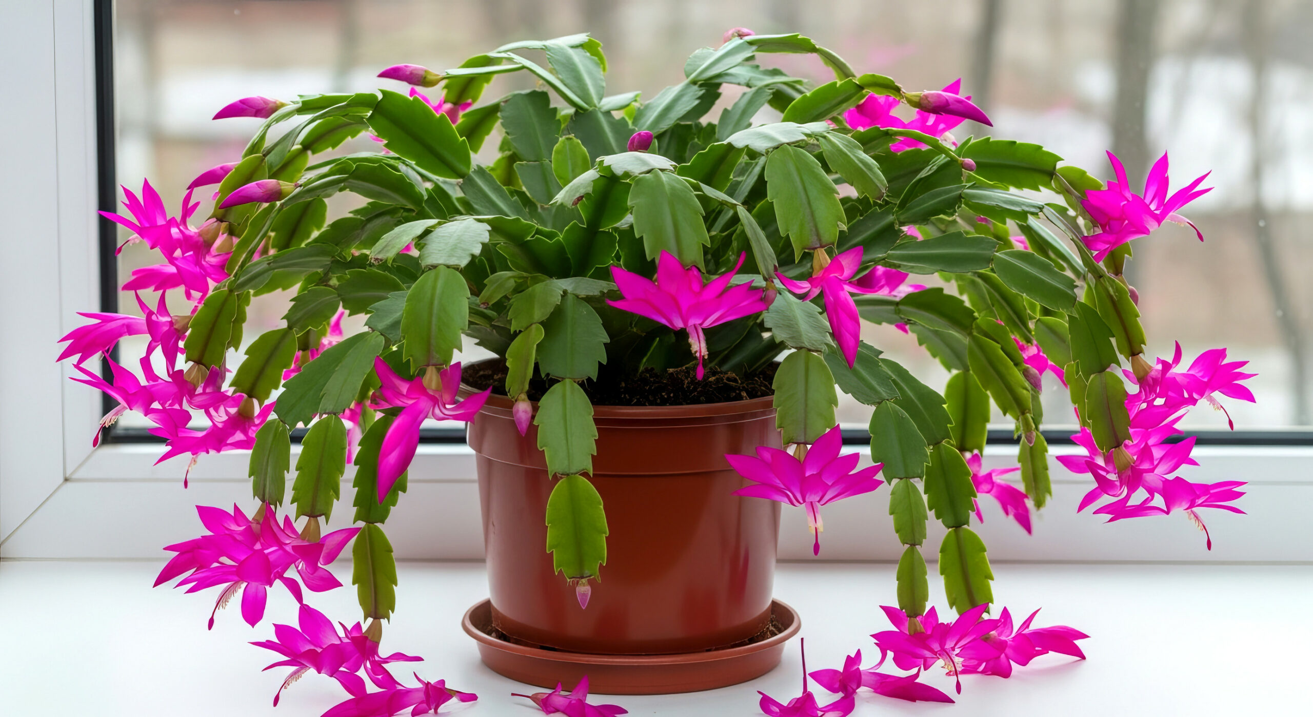 How Long Does Christmas Cacti Last?