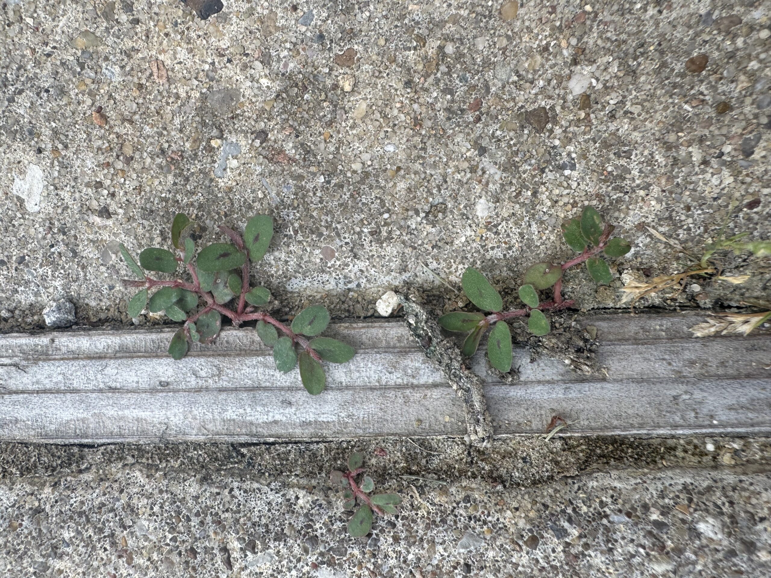 spurge weed control