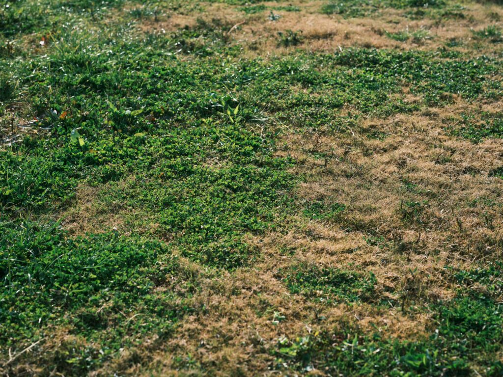 Why Do Weeds Keep Coming Back?