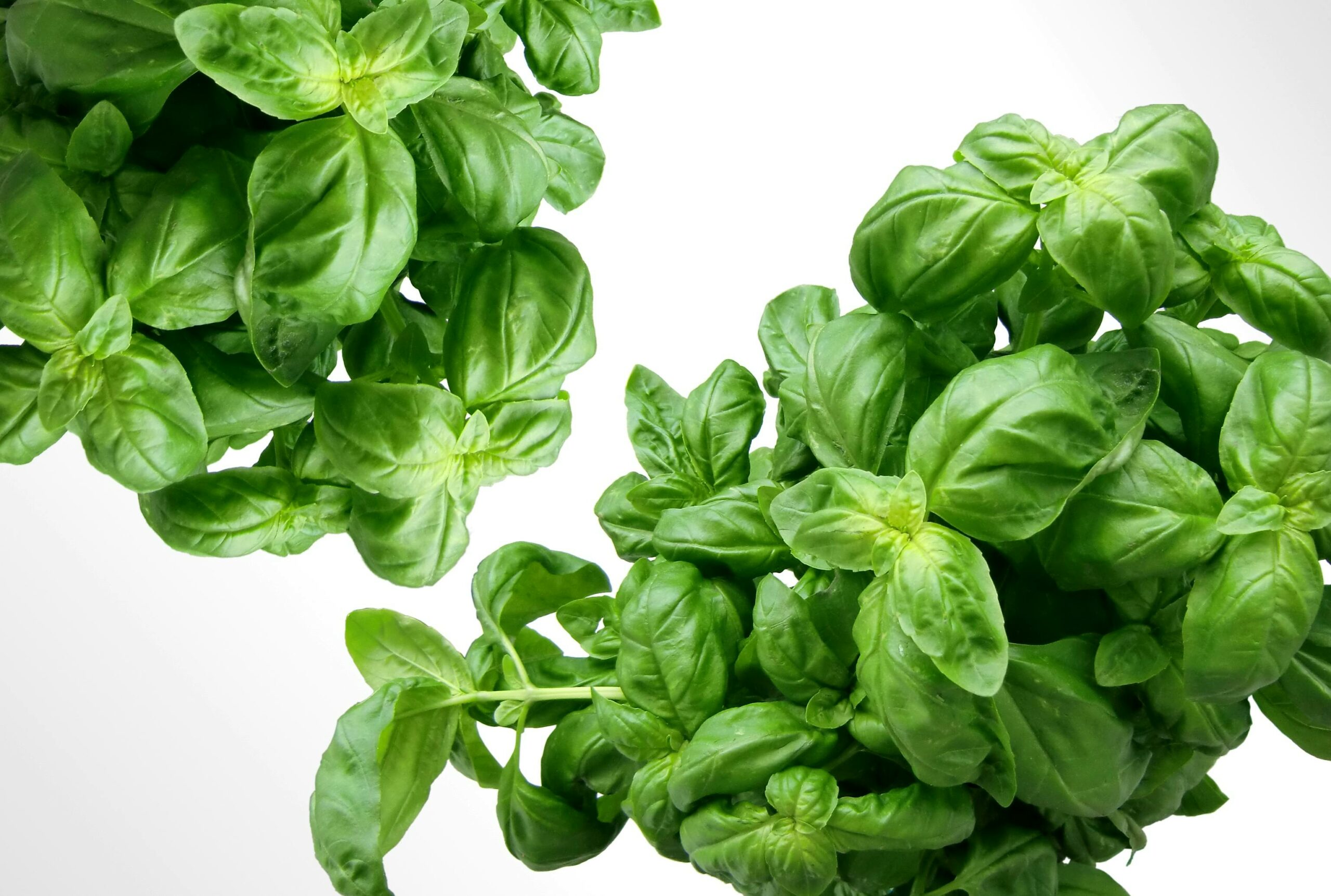 cover basil before a freeze
