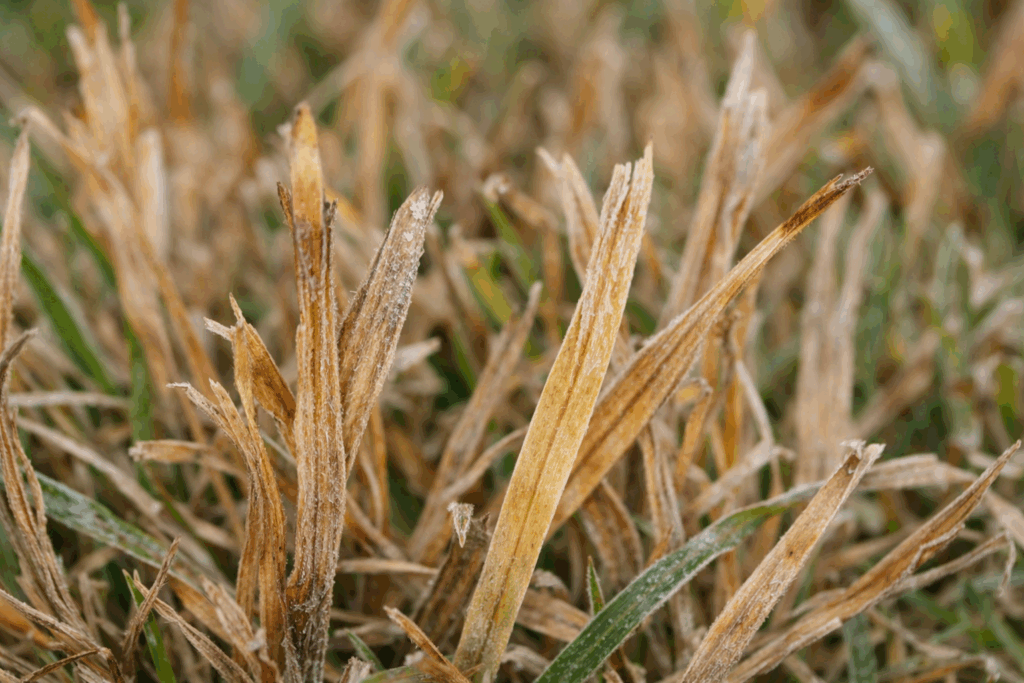 Frost Damage on Grass: How to Assess and Treat