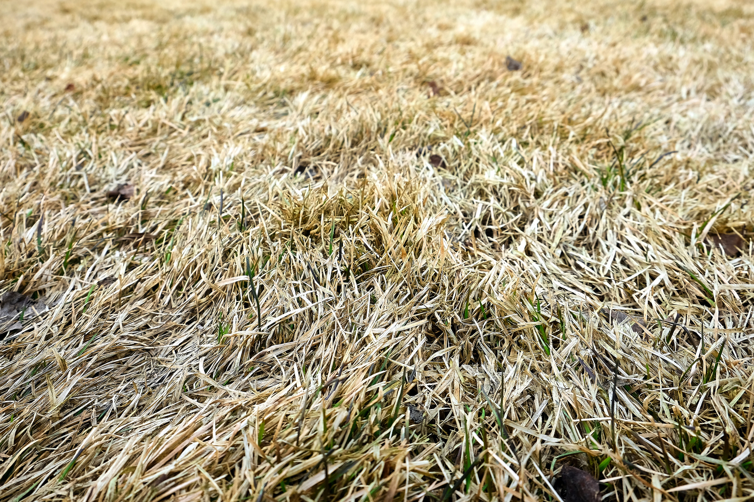 What Does Dormant Grass Look Like?